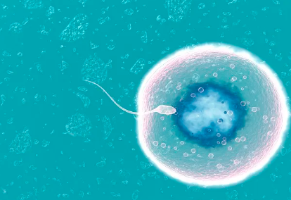 国内代生儿子机构,二代试管容易胎停真不好说 胚胎停育概率一看便懂