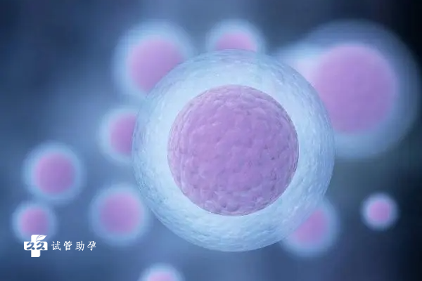 国内供卵试管付款流程,养囊第四天胚胎原来是这个状态,发育慢并不代表没希望