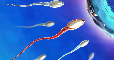 国内代孕哪家最好,试管婴儿移植后吃什么最好 饮食安排是怎样的