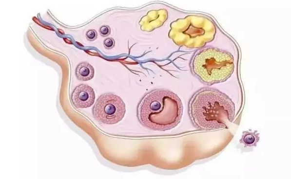 国内供卵试管技术好的医院,攒肚子和便秘有什么区别?掌握这3点很好区分