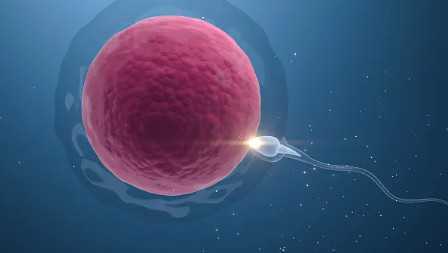 国内试管供卵代生医院,范玮琪现身讲解好孕棉使用技巧,堪称台湾最灵助孕方法