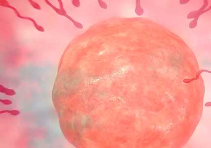 国内第三方供卵机构,三级胚胎移植以后孩子的智力会有问题是真的吗?