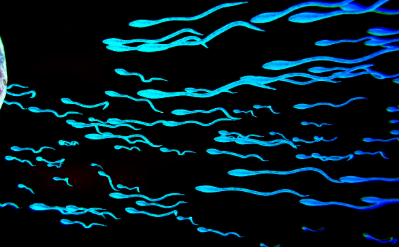 国内试管代怀产子机构代生,北京第三代试管婴儿包生男孩的价格是多少？生男孩十万够吗？