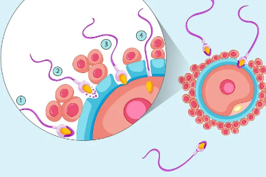 国内哪里有供卵女生,最新荆州2家试管婴儿医院排名、哪家*率最高